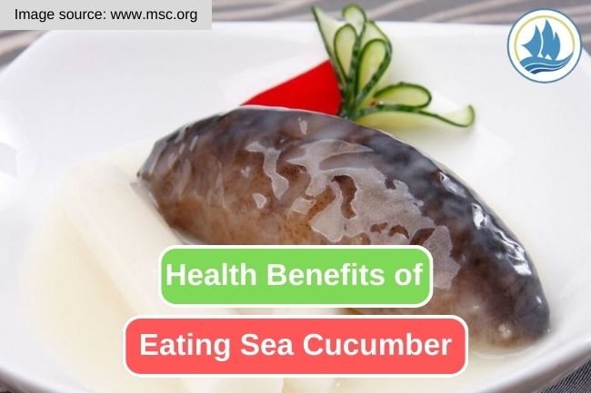 10 Health Benefits You Can Get from Sea Cucumber